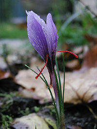 [200px-Saffran_crocus_sativus_moist.jpg]