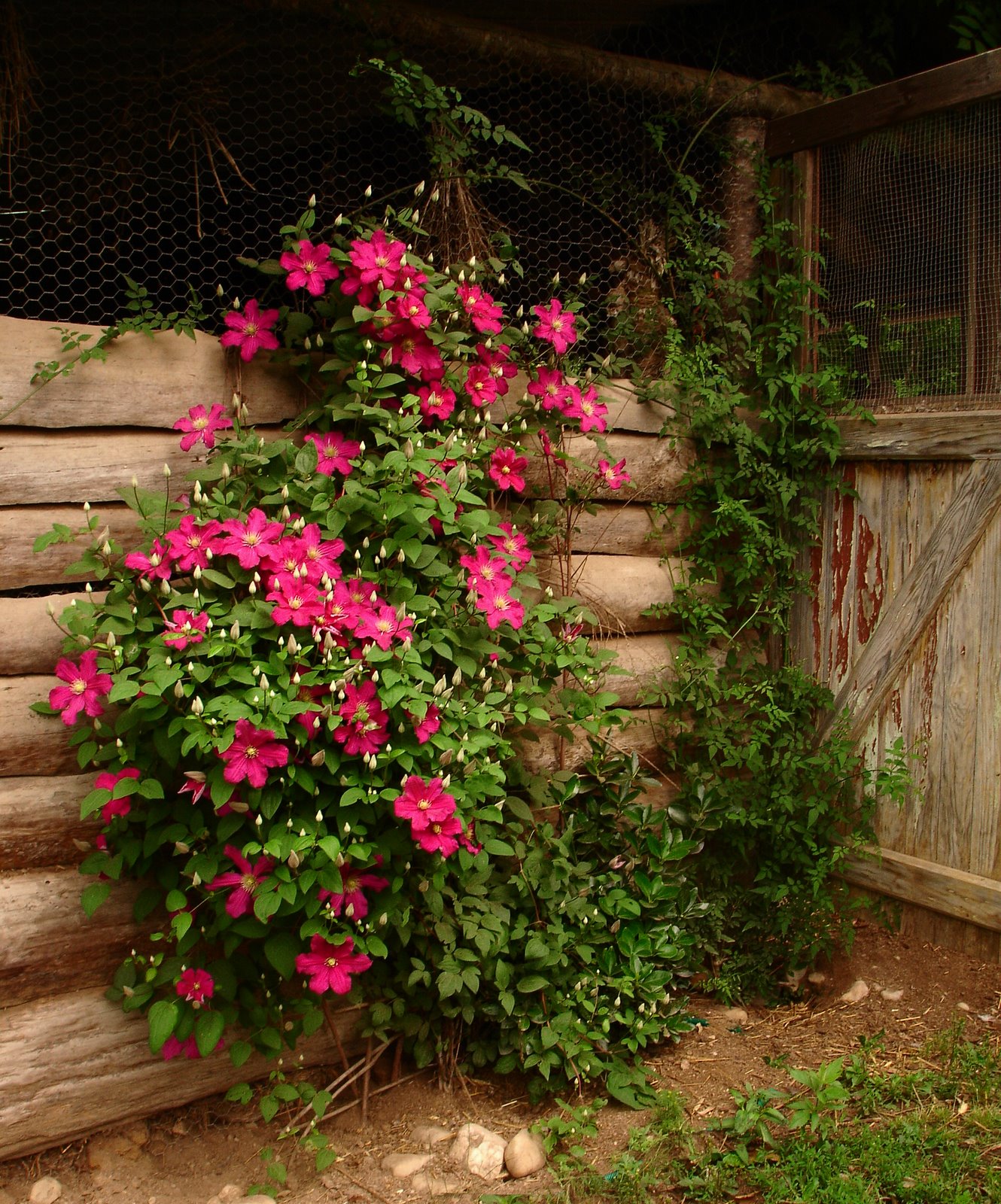 [Clematis+on+east+side+of+chicken+shed.JPG]