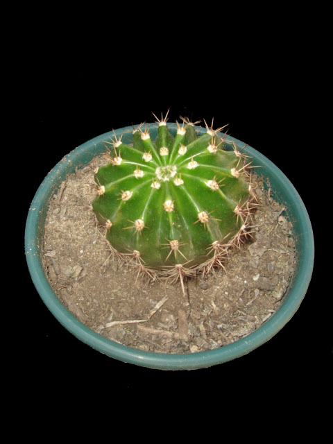 [Echinopsis+multiplex.JPG]