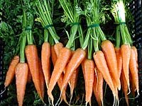 [carrots3.jpg]