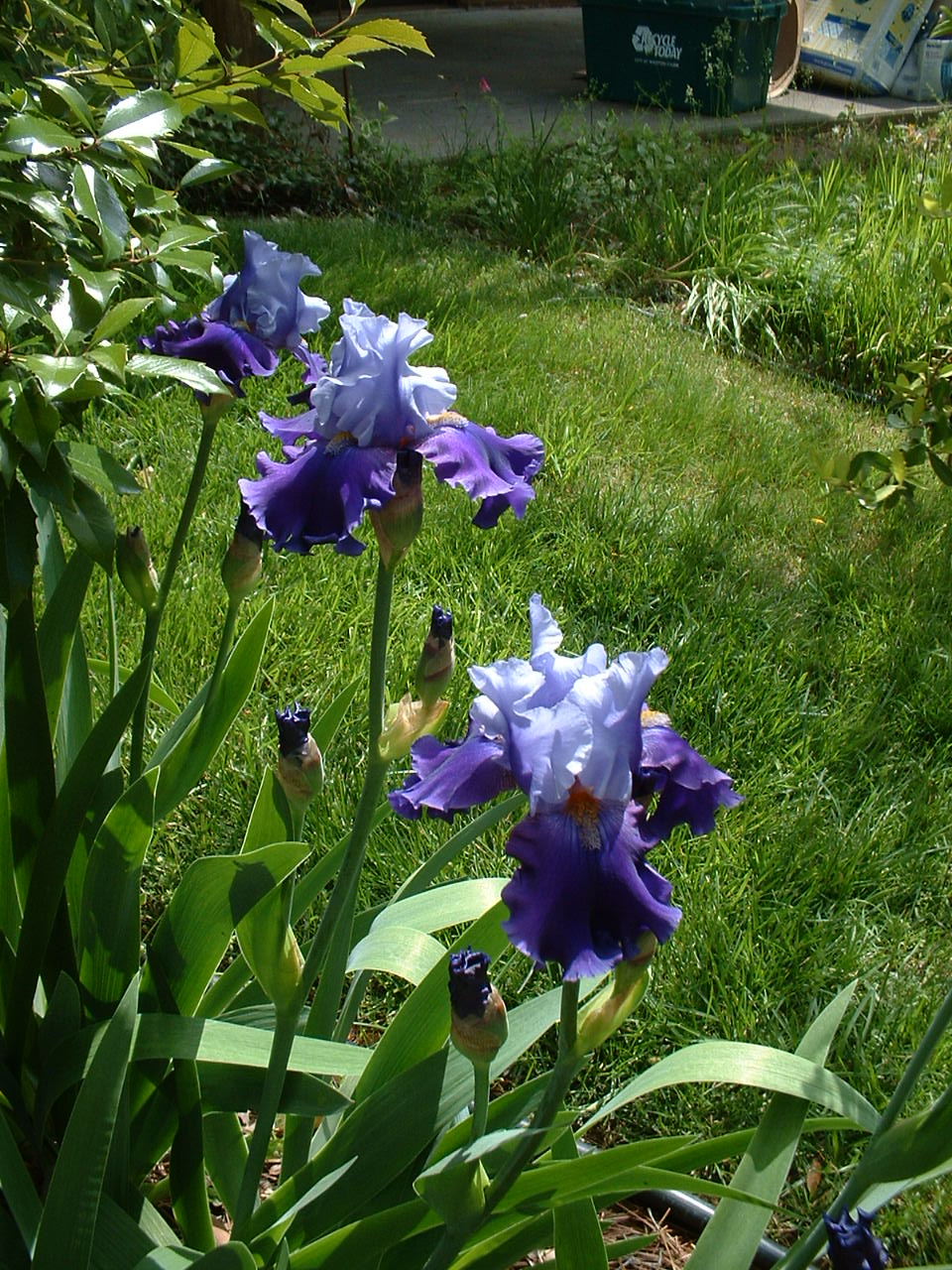 [Irises+in+bloom!.JPG]