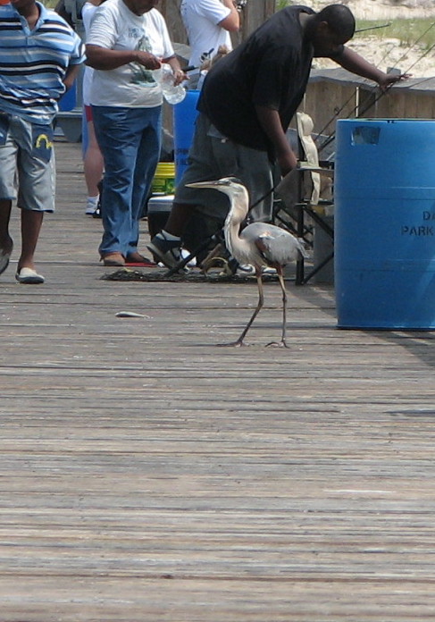[crane+on+pier+looking+for+fish.jpg]