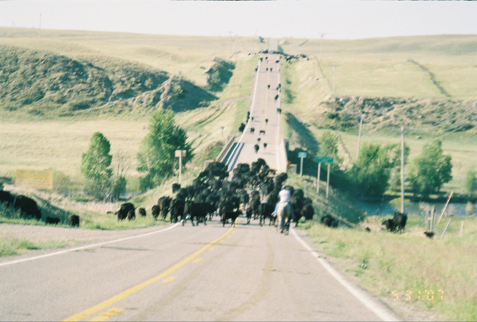 [Cows+on+the+Road.jpg]