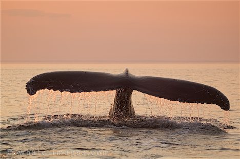 [humpback-whale-tail_34.jpg]