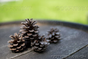 [pine-cones-barrel_~200415901-001.jpg]
