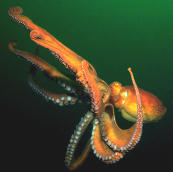 [octopus-1.jpg]