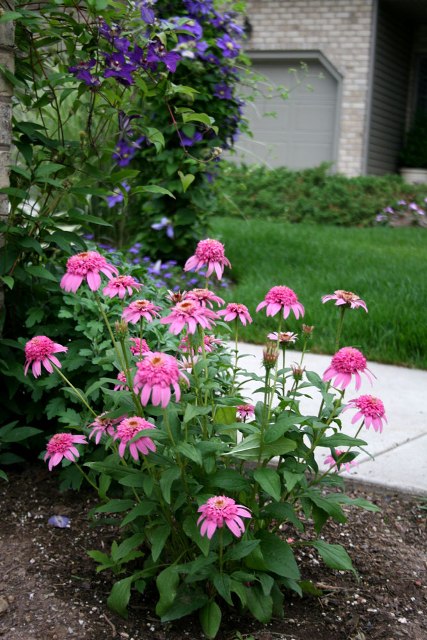 [Garden+Splendor+-+Echinacea+'Pink+Double+Delight'+-+Photo+1.jpg]