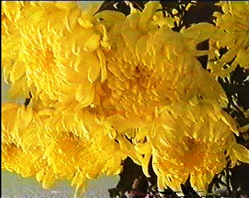 [chrysanthemum.BMP]