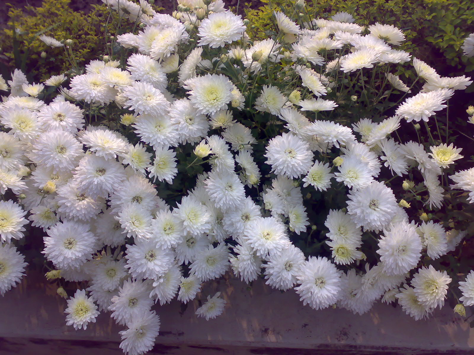 [chrysanthemums.jpg]