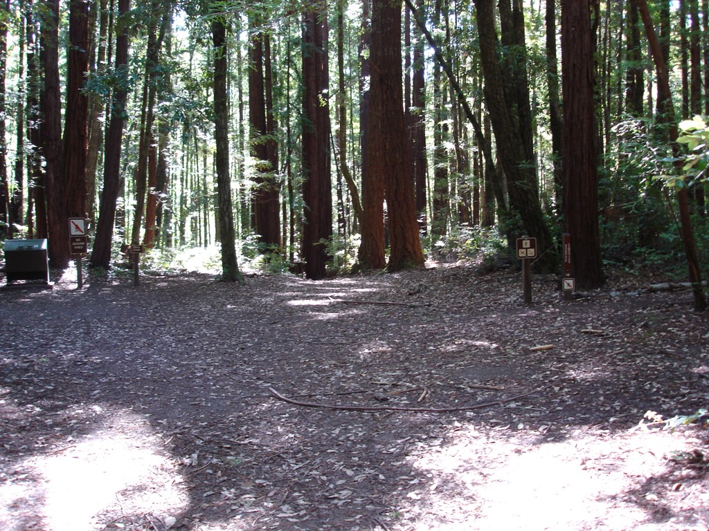 [Portola+Redwoods+State+Park+Jun2007+086.JPG]