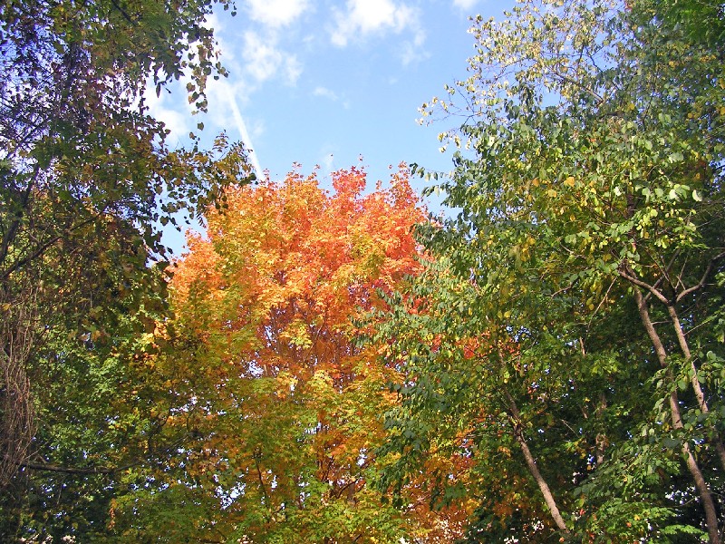 [fall+foliage.JPG]
