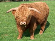 [180px-Cow_highland_cattle.jpeg]