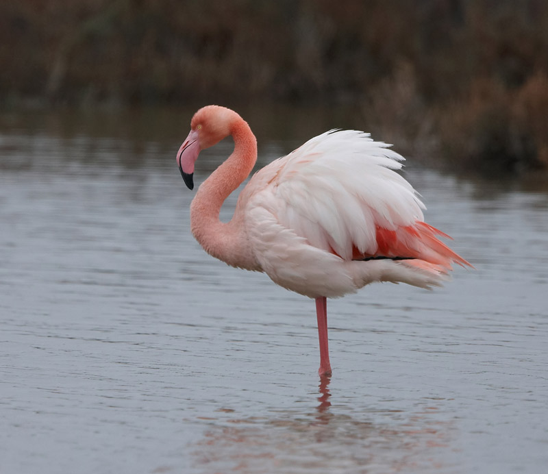 [Flamingo-d.jpg]