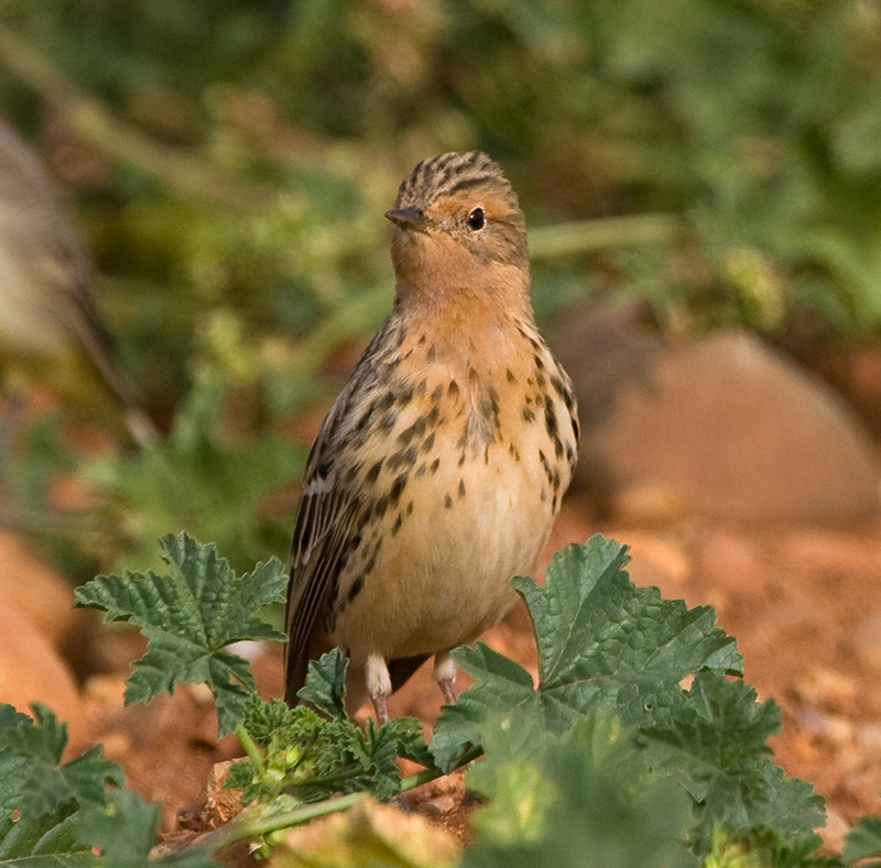 [Red-throated-Pipit20080414_b-(1).jpg]