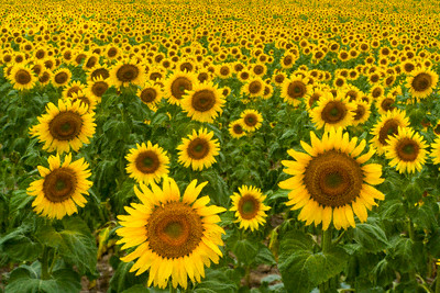 [sunflowers+2.jpg]