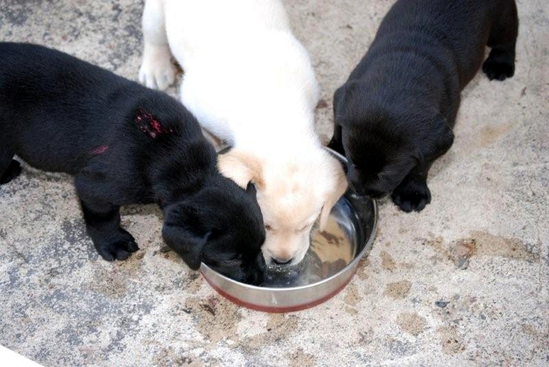 [three+puppies+drinking.JPG]