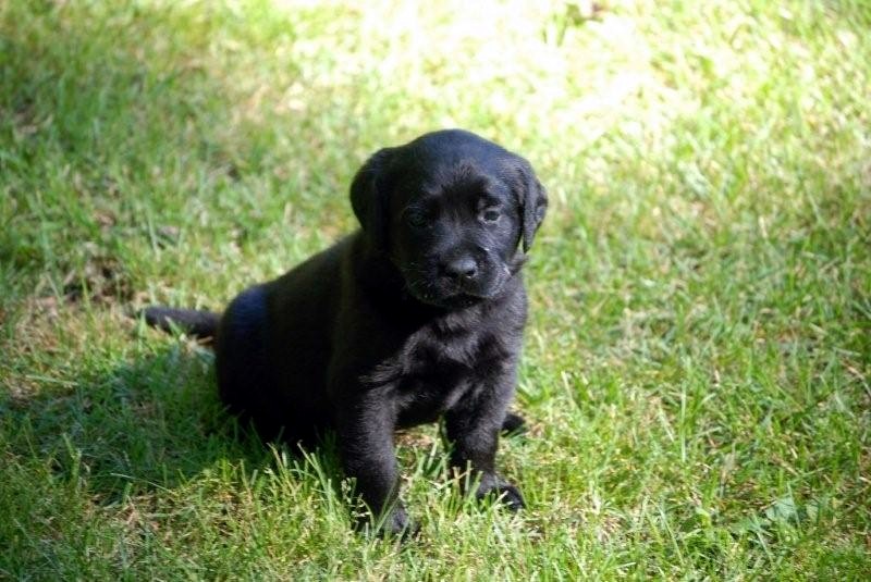 [cute+puppy+in+grass.JPG]