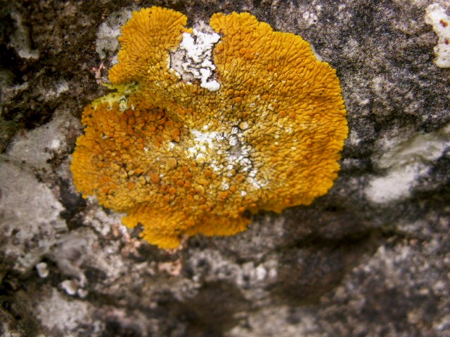 [3f+limestone+lichen+1.jpg]