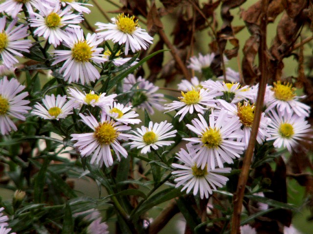 [d3+aster+daisies+on+the+banks+of+the+River+Ribble.jpg]