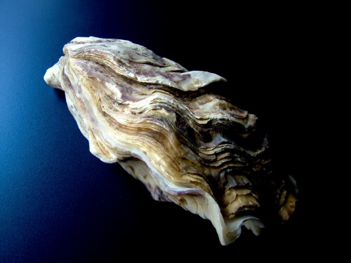 [oyster-1024x768.jpg]