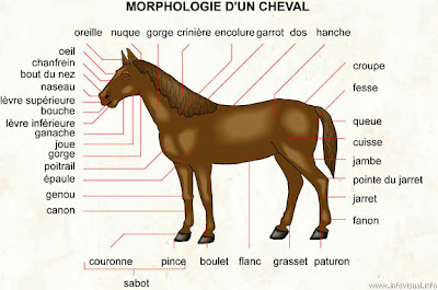 Cheval Éponge en forme de poney Roma 