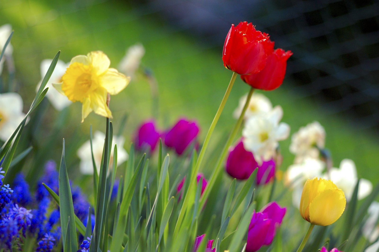 [Colorful_spring_garden.jpg]