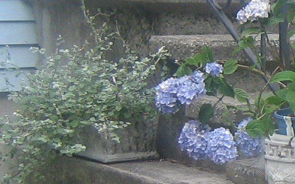 [IMG_2029++licorice+plant+and+blue+hydrangea.jpg]