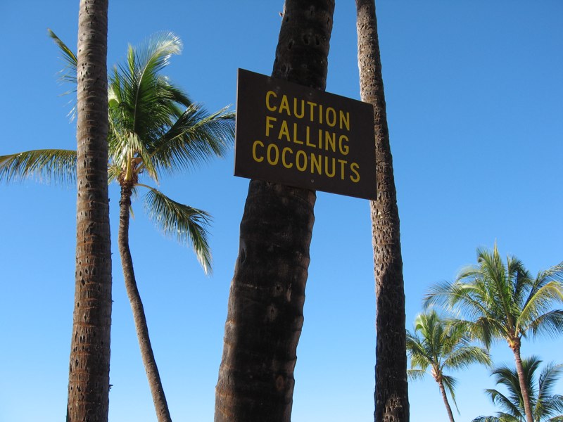 [falling+coconuts.jpg]