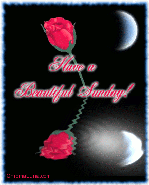 [beautiful_sunday_reflecting_rose.gif]