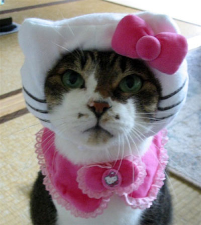 [hello-kitty-cat-clothing-01.jpg]