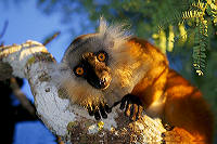 [fauna+-+Madagascar.jpg]