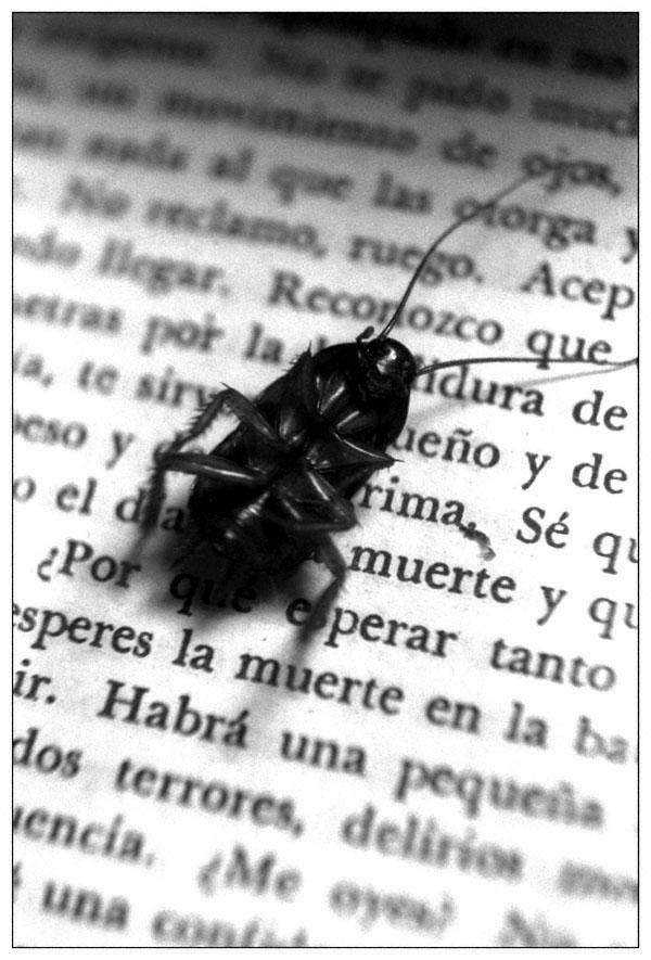 [Cucaracha[1].jpg]