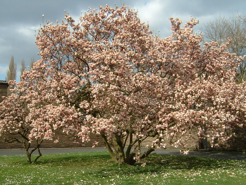 [magnolia4.JPG]