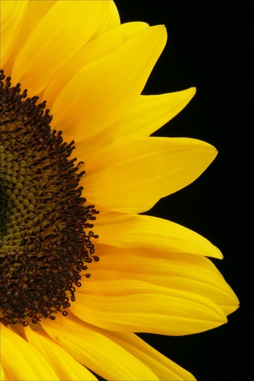 [sunflower+on+black.jpg]