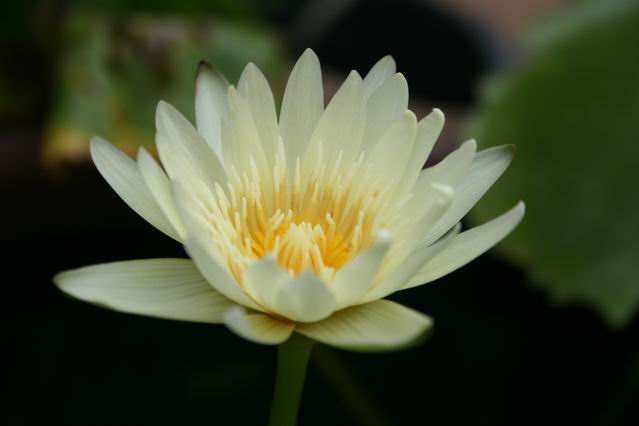 [Fleur+lotus+(2).jpg]