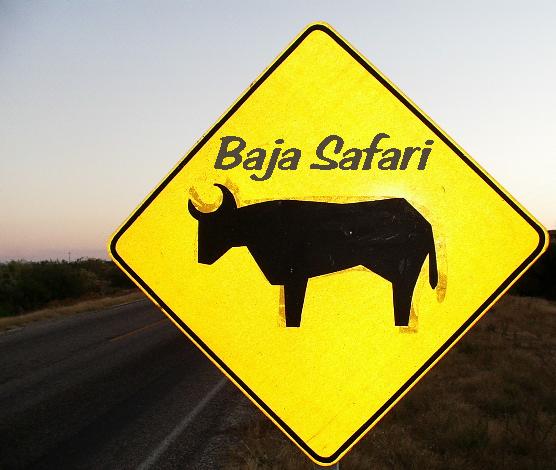 [Baja+Safari+DVD+logo.JPG]