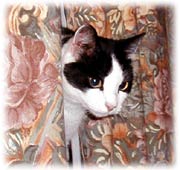 [cat+in+curtains.jpg]