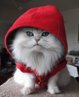 http://bp0.blogger.com/_6dngziSFeMU/Re_doy2MfpI/AAAAAAAAAB8/TIPxugy8xMo/s400/little-red-cat.jpg