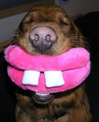 dog-smile.jpg