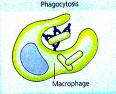 [ldr-macrophage.jpg]