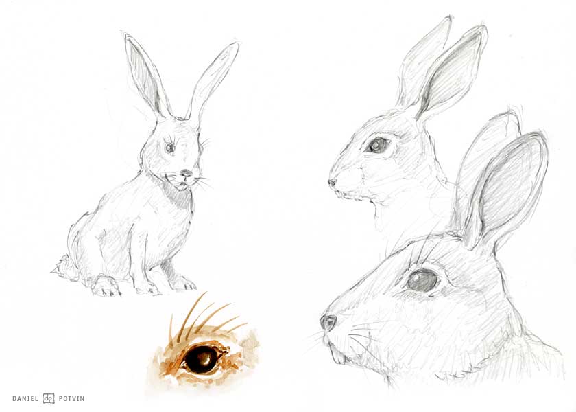 [lapin-rabbit-croquis-sketch.jpg]