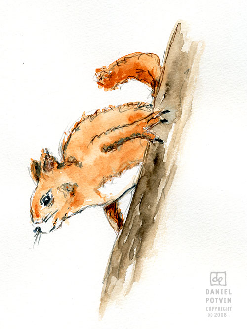 [squirrel-sketch.jpg]