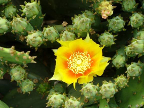 [cactusflowerB.bmp]