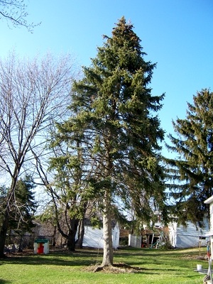 [backyard+tree.jpg]