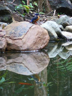 [kingfisher+reflect.jpg]