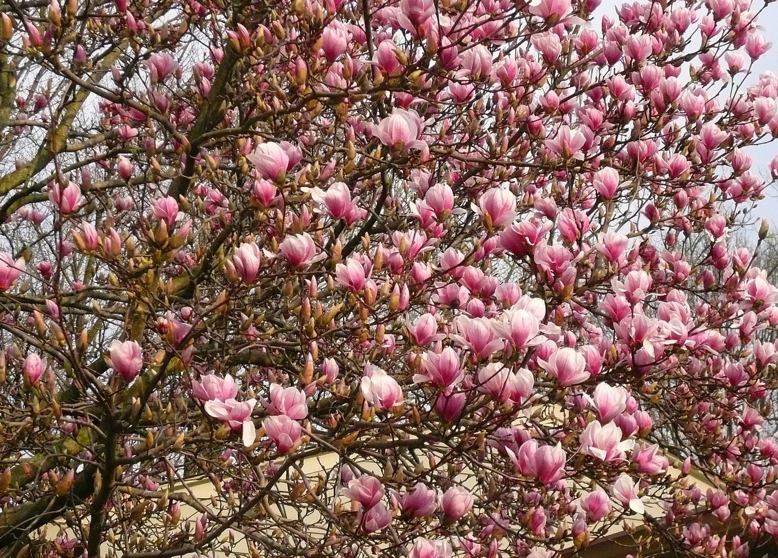 [Magnolia+blossoms+4-08.jpg]