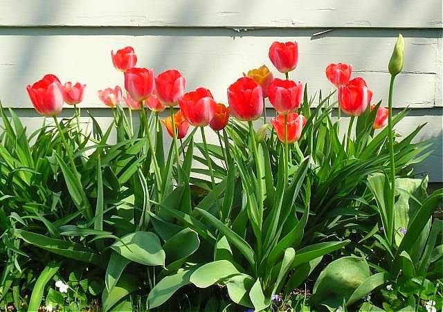 [Tulips1+2008+-sharpened.jpg]