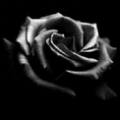 [rosa+negra+a+images.jpg]