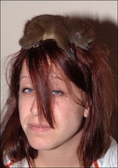 [lemur+on+head.jpg]