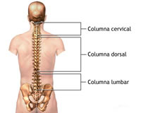 [columna+vertebral.jpg]